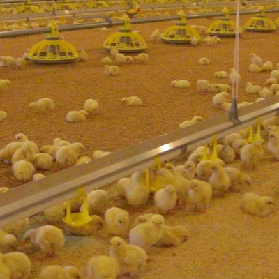 Ταΐστρες και ποτίστρες