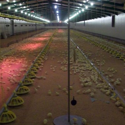 Εσωτερική άποψη πτηνοτροφικής μονάδας